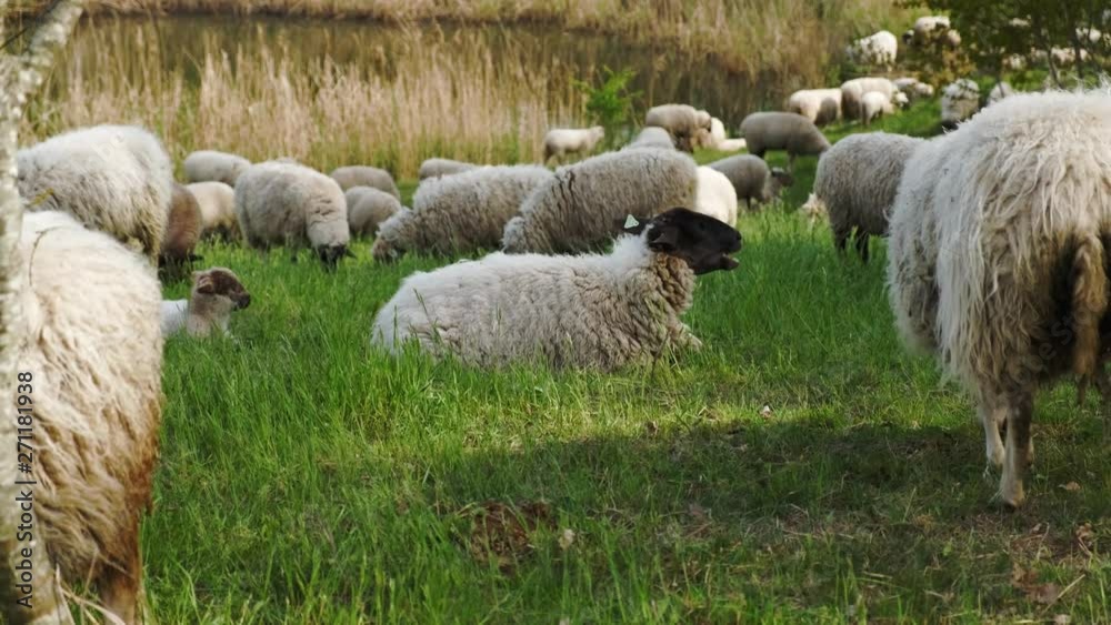 A relaxed white sheep eats grass while sitting in the grass among a flock of sheep in Luxembourg City, Kirchberg in a park with a pond in the background, in a clear, sunny summer afternoon weather. A relaxed white sheep eats grass while sitting in the grass among a flock of sheep in Luxembourg City, Kirchberg in a park with a pond in the background, in a clear, sunny summer afternoon weather.