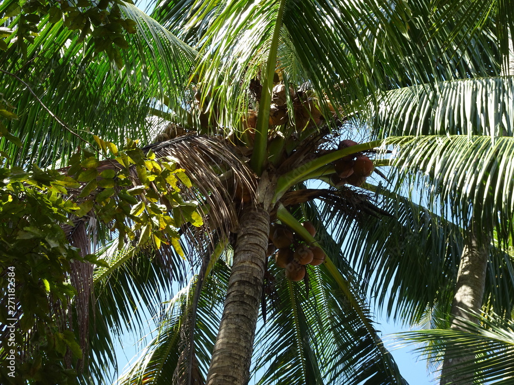 Fototapeta premium Palmier en Thailande