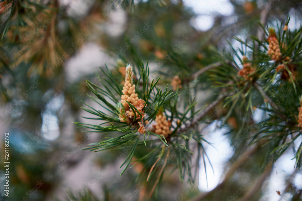 Fototapeta premium nature branches of coniferous trees in the forest