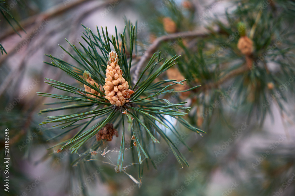 nature branches of coniferous trees in the forest nature branches of coniferous trees in the forest