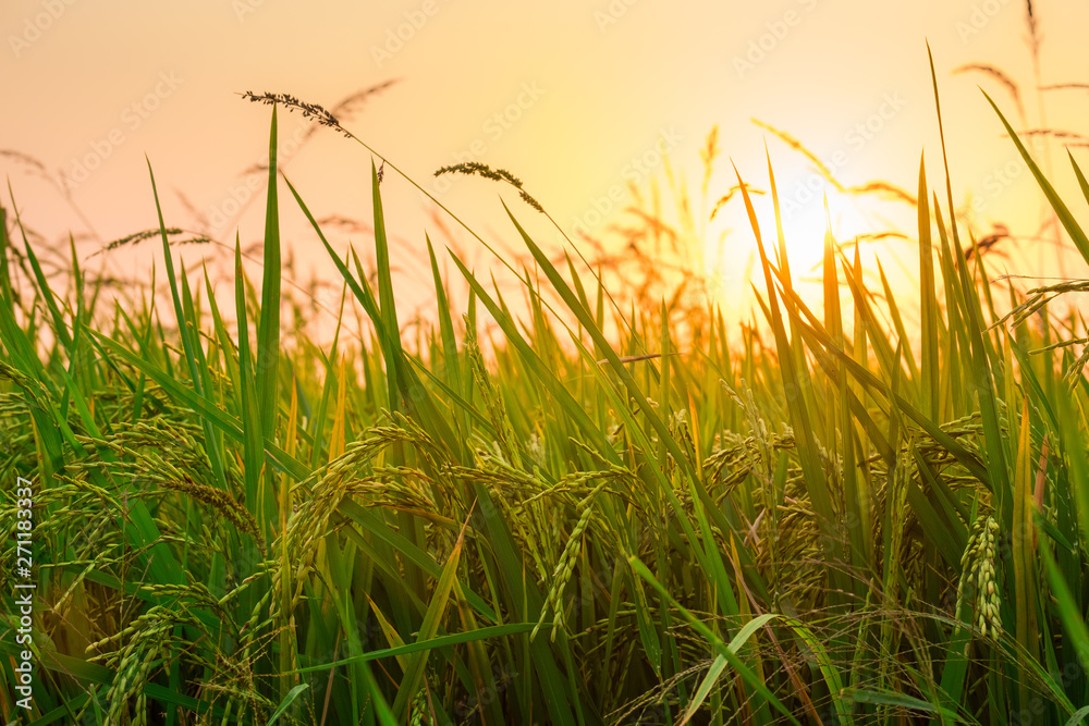 Close up view of yellow-green rice field with soft sunrise light.