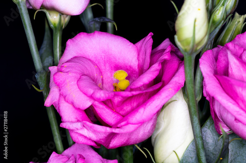 Eustoma, commonly known as lisianthus or prairie gentian, genus in the gentian family, macro with shallow depth of field  photo