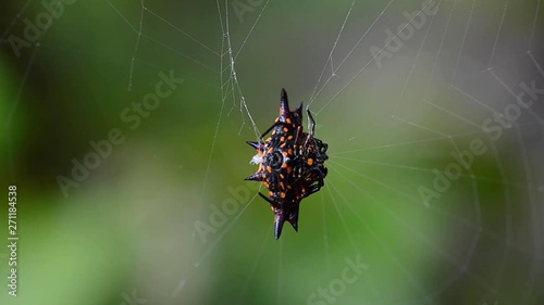 Christmas Spider (Crablike Spiny Orbweaversitting) sitting on cobweb in Papua New Guinea - macro. photo