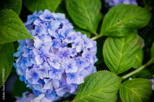 japanese blue hydrangea.Hydrangea blue in the blooming garden Which is a native plant in South Asia.Floriculture, gardening, floristics theme.