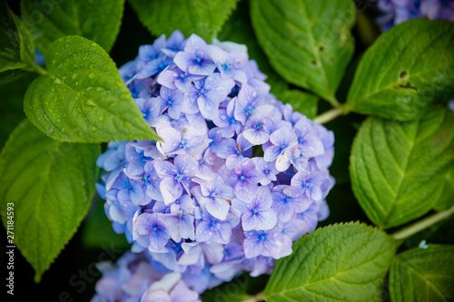 japanese blue hydrangea.Hydrangea blue in the blooming garden Which is a native plant in South Asia.Floriculture, gardening, floristics theme.