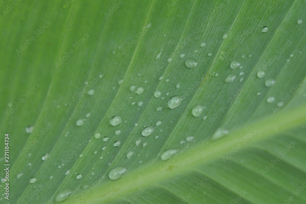 Water drops on a green leaf Water drops on a green leaf