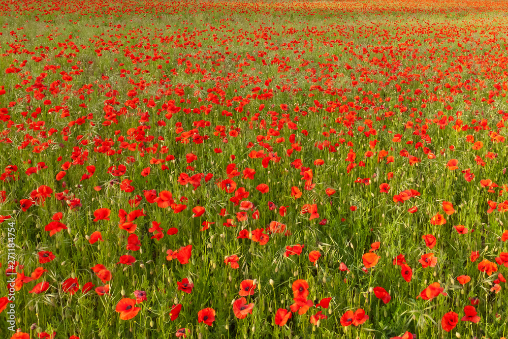 Field of red poppies no horizon