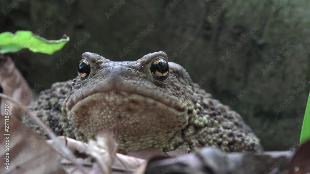 Frog in Forest Closeup, Toad Sunbathing in Leaves,  Animals Macro View in Wood