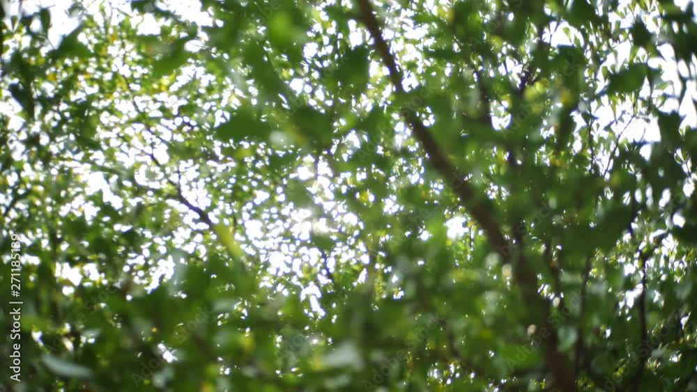 morning scene, air freshness in green nature morning scene, air freshness in green nature