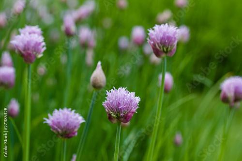 Close up abstract view of allium flowers (chives)