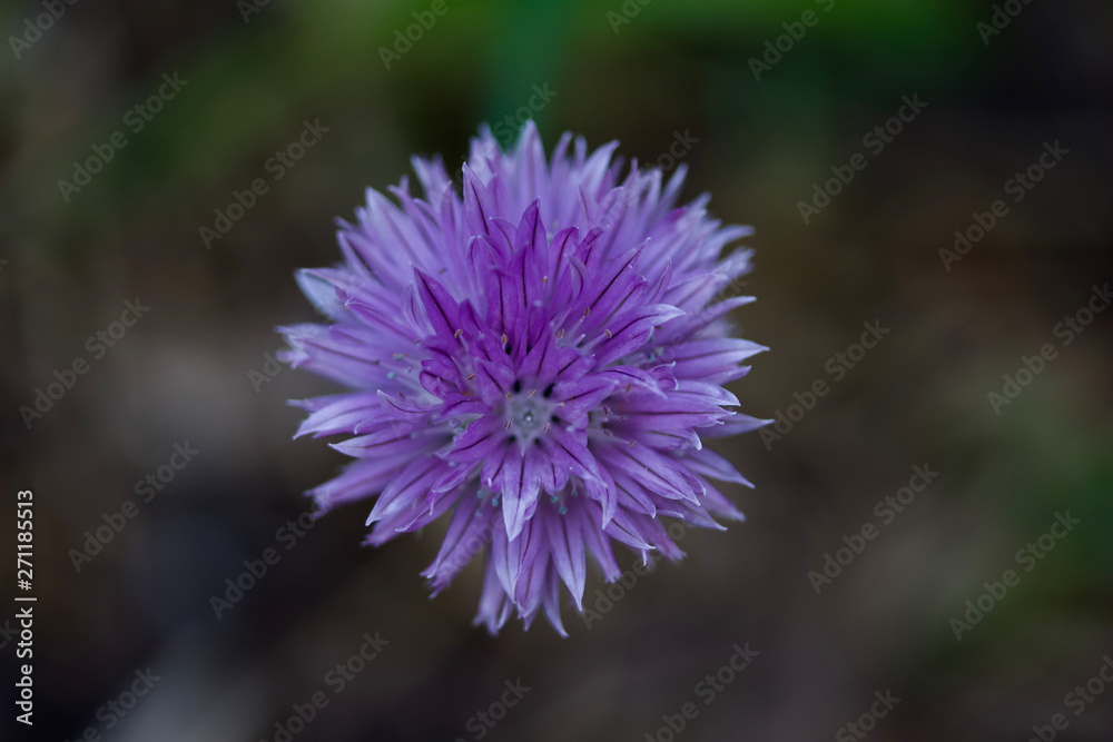 Macro abstract view of a single allium flower (chives) Macro abstract view of a single allium flower (chives)