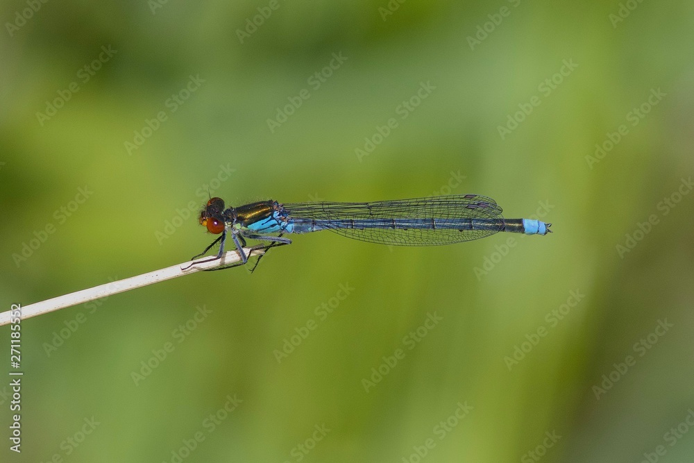 Red-eyed Damselfly resting in the spring sun. Red-eyed Damselfly resting in the spring sun.