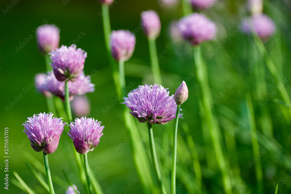 Close up abstract view of allium flowers (chives) Close up abstract view of allium flowers (chives)