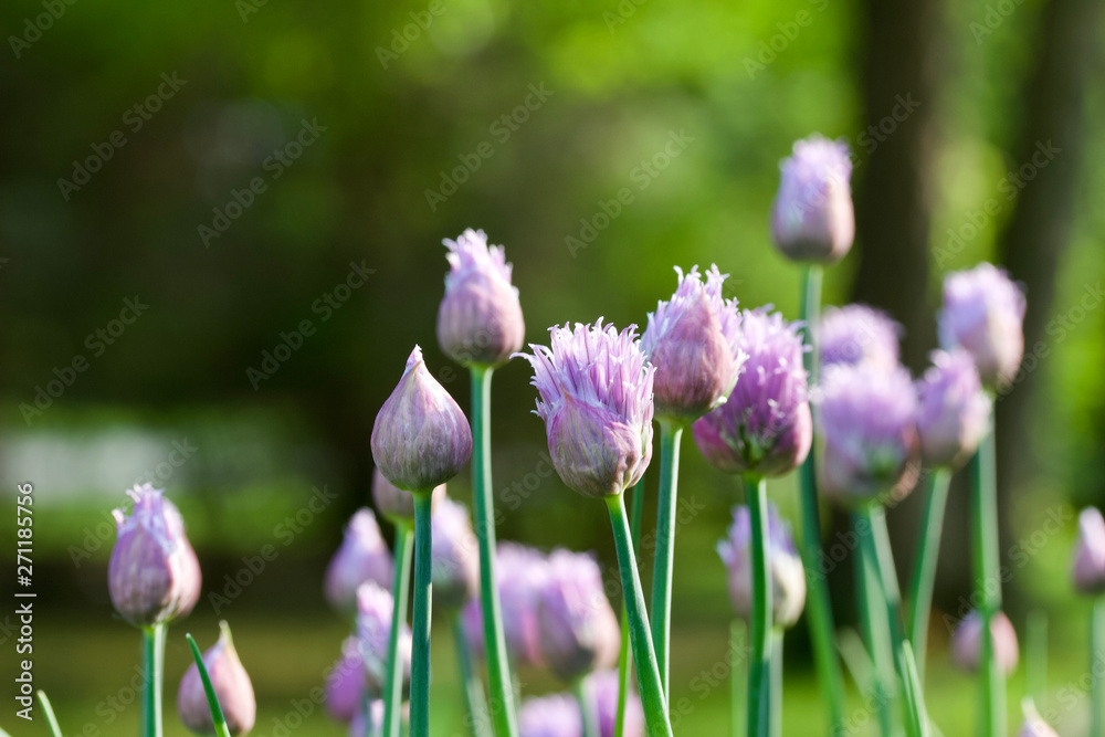 Fototapeta premium Close up abstract view of allium flowers (chives)