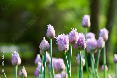 Close up abstract view of allium flowers  chives 