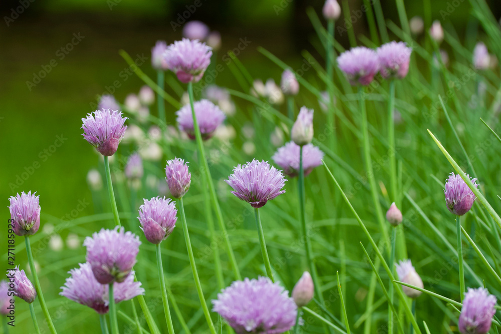 Close up abstract view of allium flowers (chives)