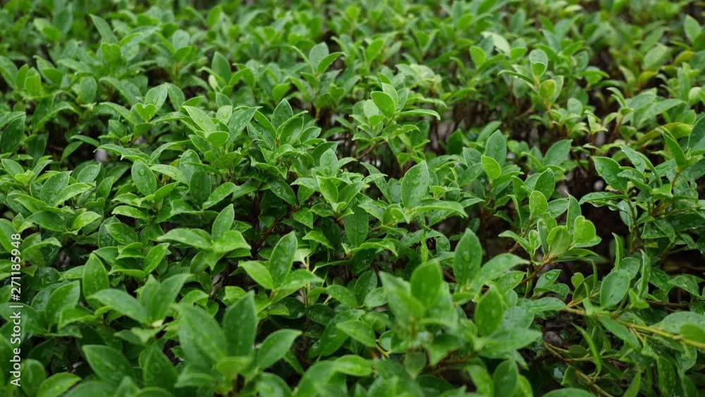 freshness green nature, water dew drop on sprout plant freshness green nature, water dew drop on sprout plant