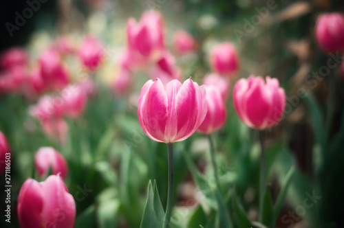 Close up of pink tulip in the garden
