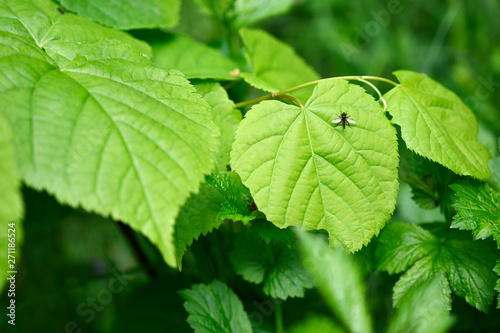 Black fly sitting on green linden leaf.
