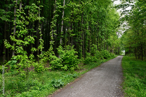 Forest road and green trees around.