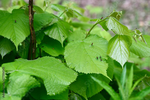 Growths in the shape of a corner on the leaf linden. © lapis2380