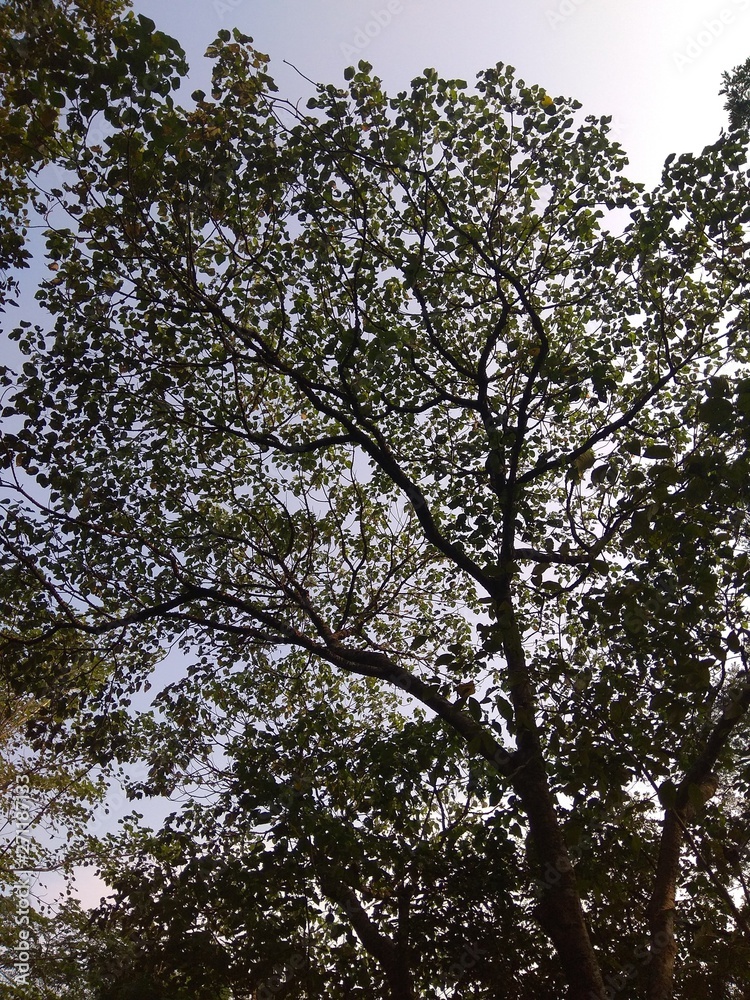 Fototapeta premium Sky through trees