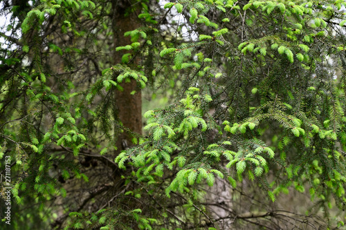 Fototapeta Naklejka Na Ścianę i Meble -  Fresh young pine needles spruce in the forest.