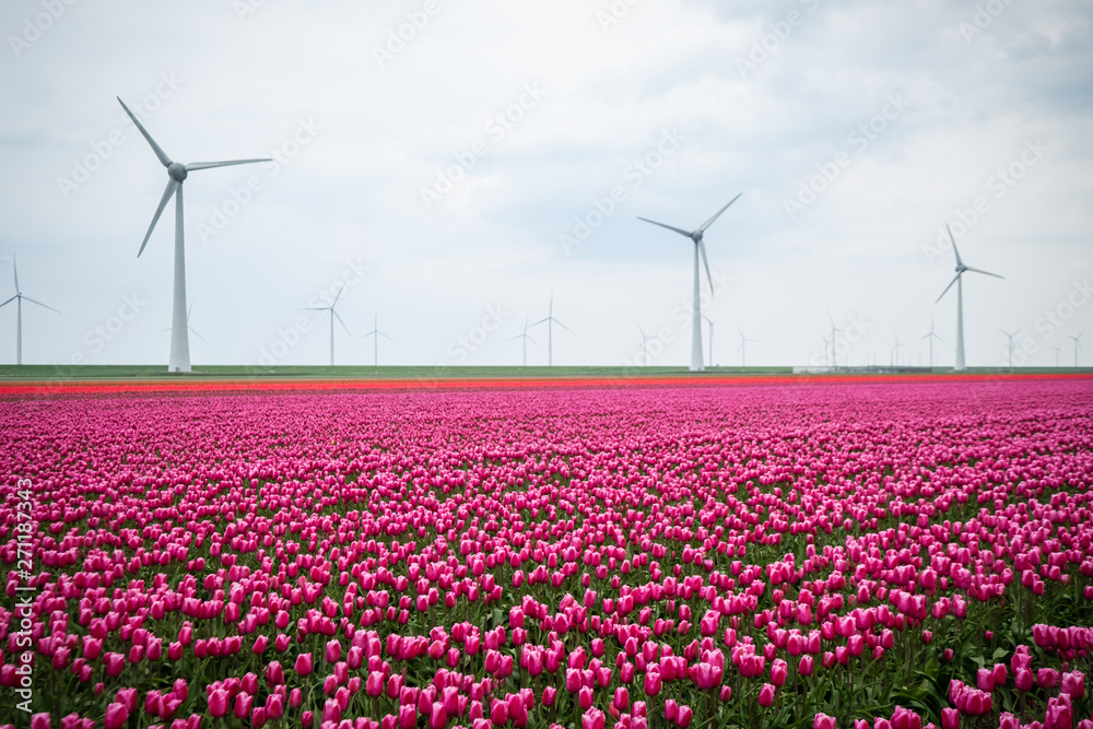 Windmills/windturbines among colorful (pin/purple) tulip fields around the town Urk, the Netherlands
