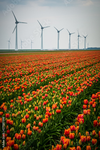 Windmills windturbines among colorful  red orange  tulip fields around the town Urk  the Netherlands