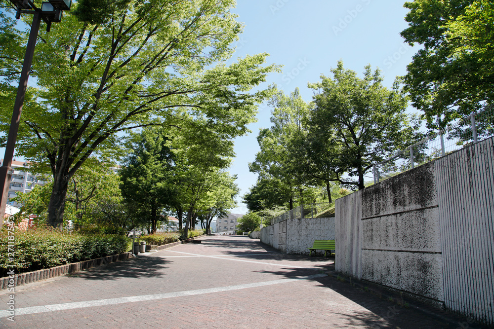 Obraz premium 新緑と散策路 新緑の並木道 新緑 散策路 並木道 道路
