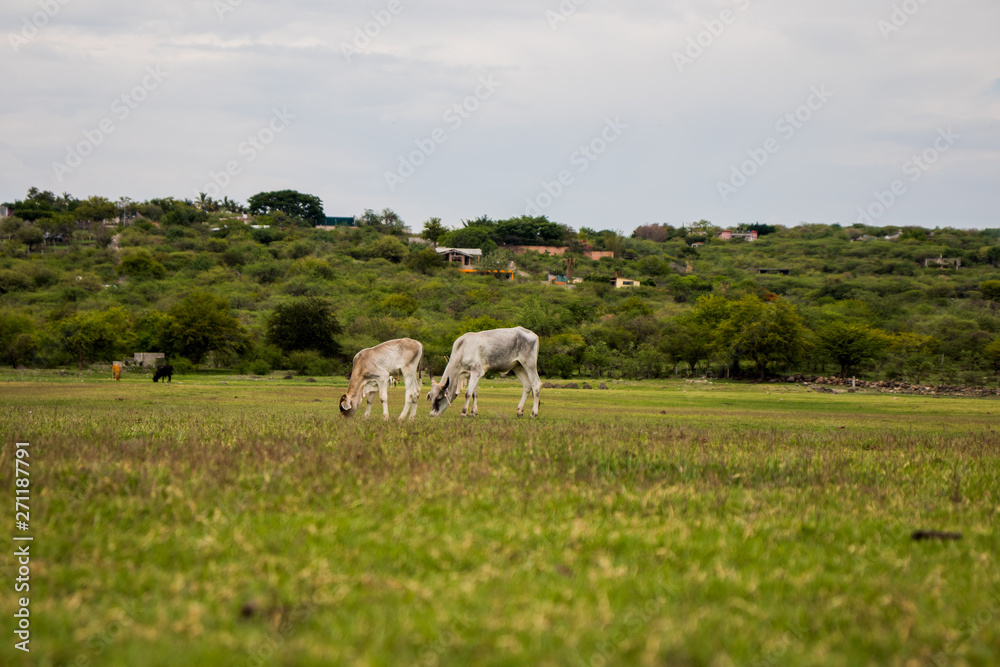 Vacas pastando Vacas pastando