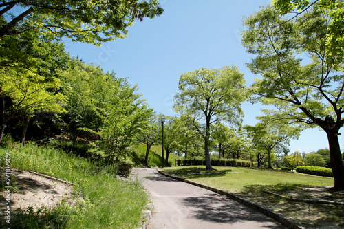 新緑と散策路　新緑の並木道　新緑　散策路　並木道　道路 © tenboh siyaraku