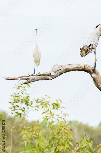 Funny image of egret bird on a tall tree branch looking in camera, Kakadu Park, Australia photo