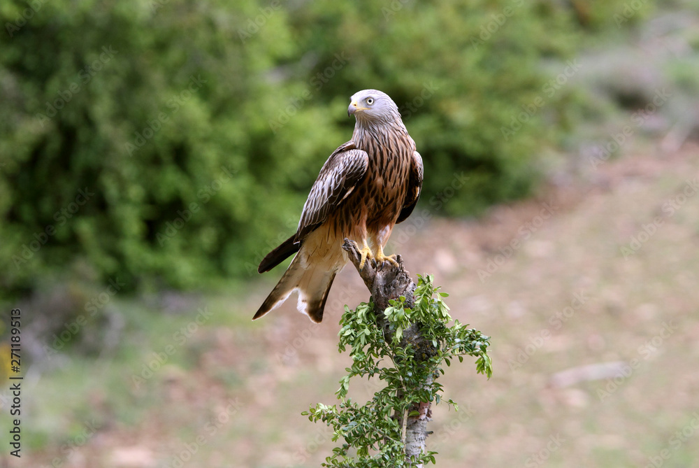 Red Kite, Milvus milvus, raptor Red Kite, Milvus milvus, raptor