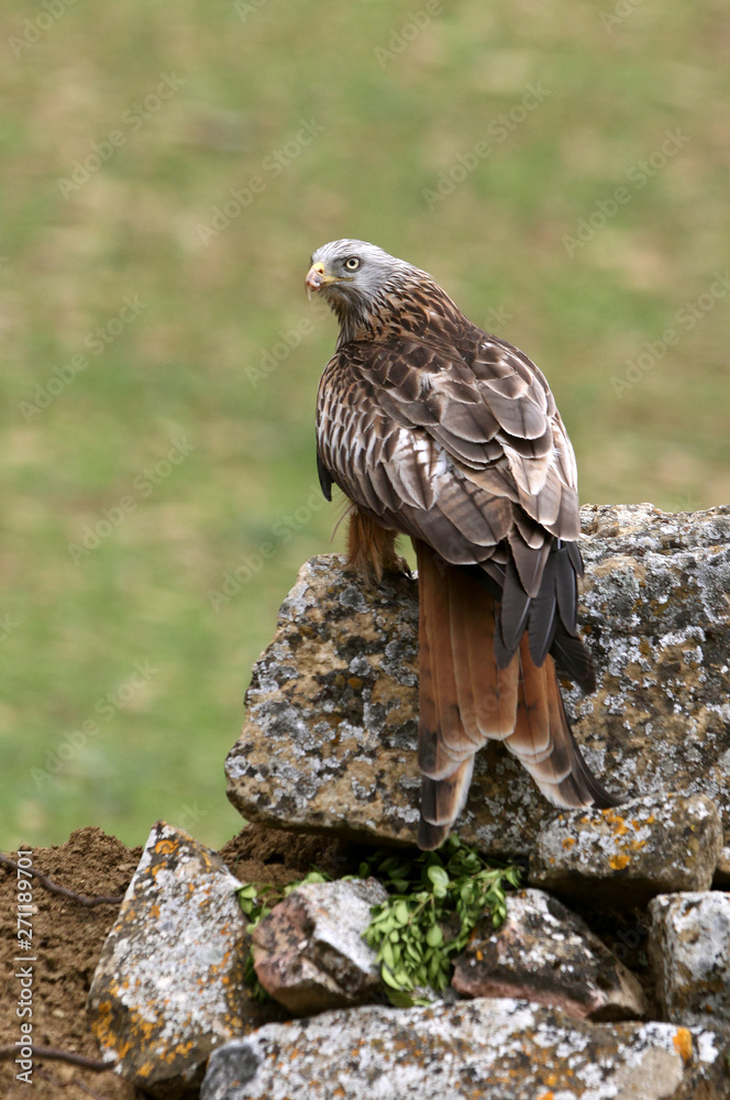 Fototapeta premium Red Kite, Milvus milvus