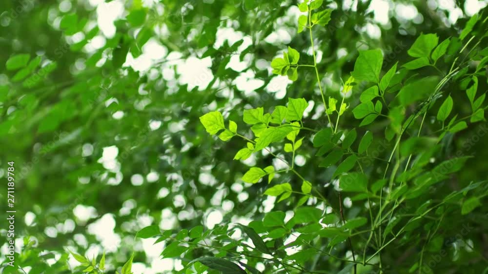 Beautiful branch moving slowly with nature bokeh background in 4K Beautiful branch moving slowly with nature bokeh background in 4K