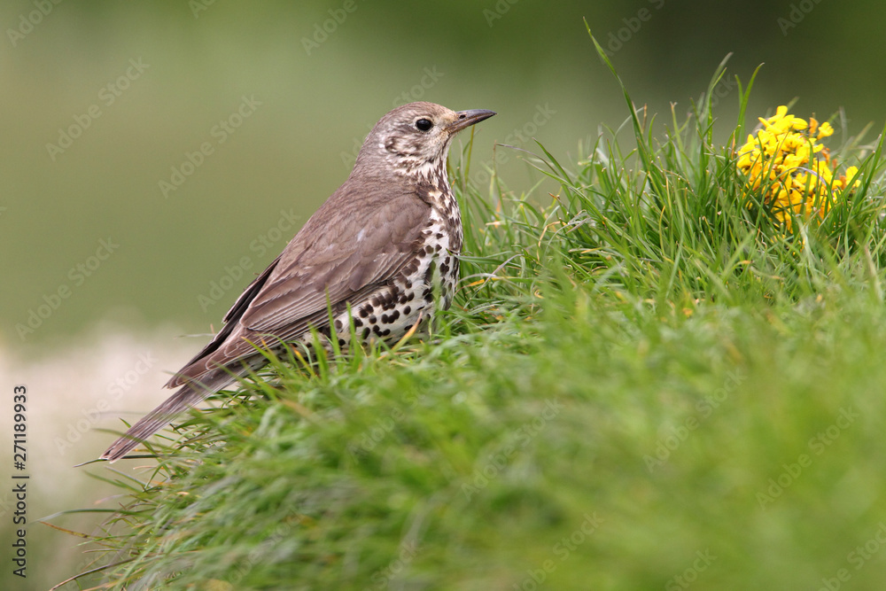 Fototapeta premium Mistle thrush, Turdus viscivorus, birds