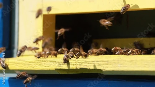 Close up of flying bees in the front of wooden beehive entrance. Bee flying to hive. Honey bee drone enter the hive. Hives in an apiary with working bees flying to the landing boards. Bees convert nec