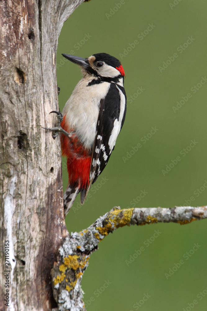 Male of Great spotted woodpecker, Dendrocopos major, Male of Great spotted woodpecker, Dendrocopos major,