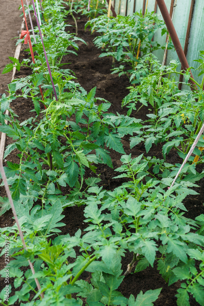 Seedlings of tomato. Growing tomatoes in the greenhouse. Growing of vegetables in greenhouses. Seedlings of tomato. Growing tomatoes in the greenhouse. Growing of vegetables in greenhouses.