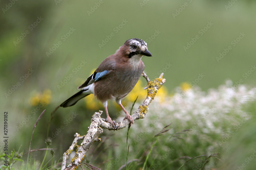 Jay, Garrulus glandarius, birds, corvidae Jay, Garrulus glandarius, birds, corvidae