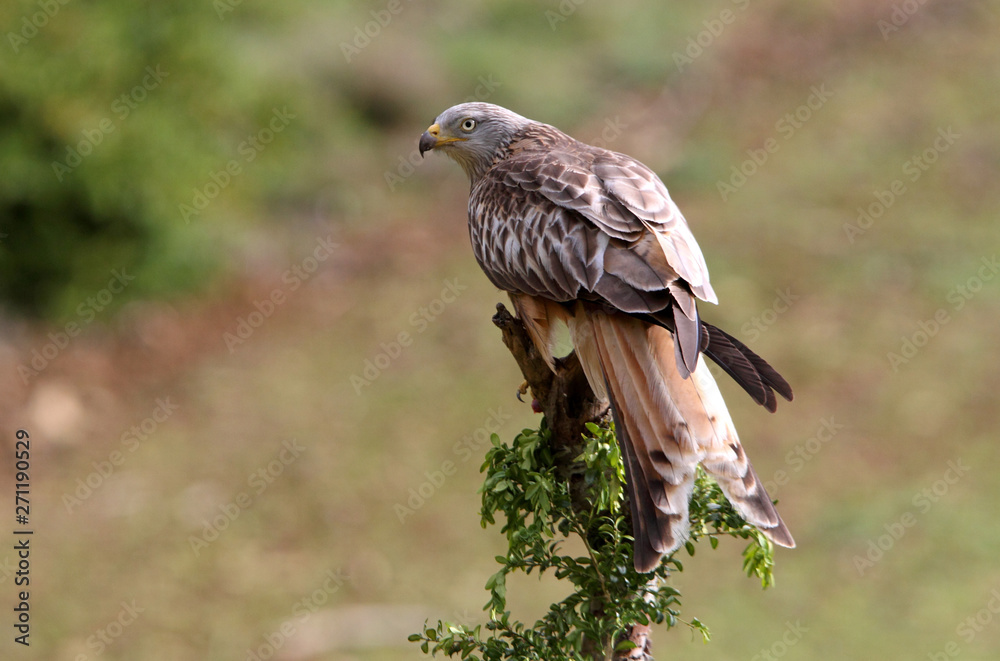 Fototapeta premium Red Kite, Milvus milvus,
