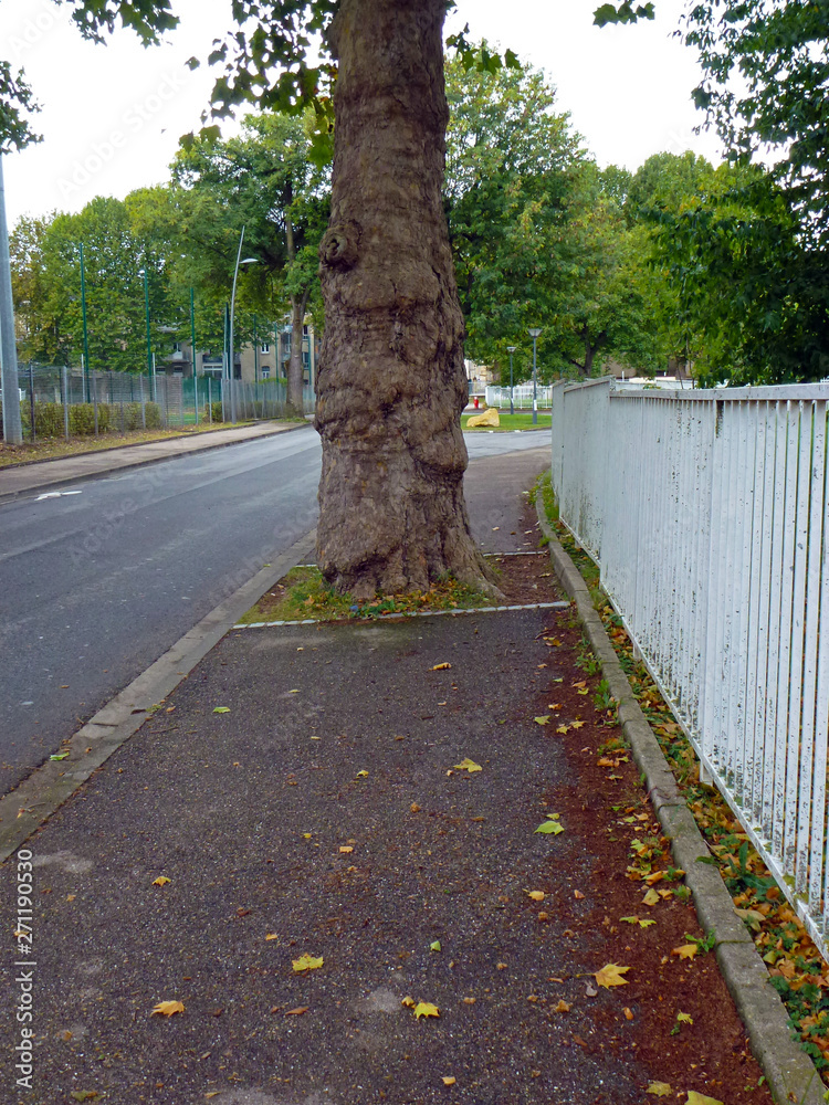 Fototapeta premium Baum auf Gehweg