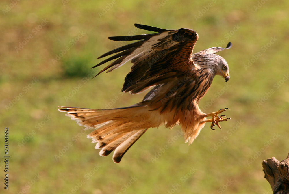 Obraz premium Red Kite, Milvus milvus,