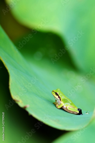 蛙と蓮の葉(2)