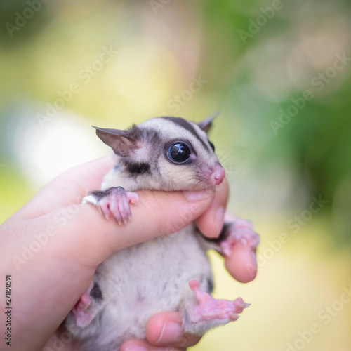 Sugar glider on girl hand.