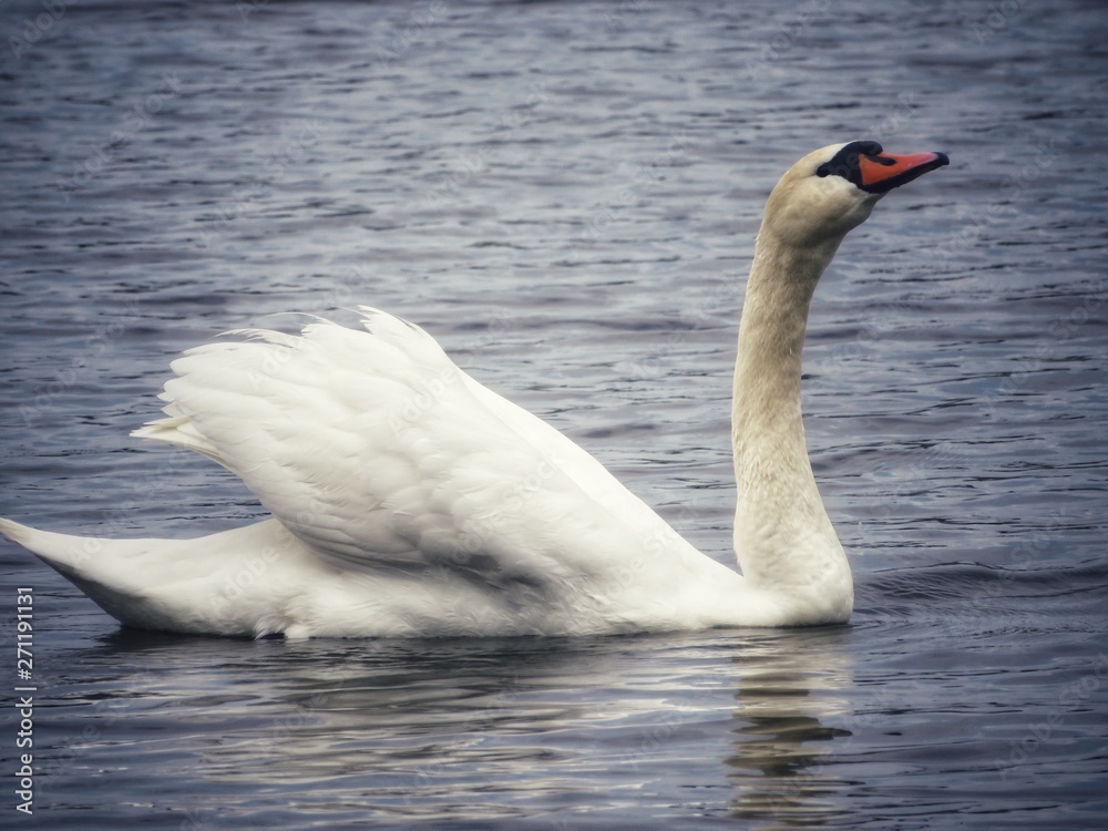 white swan on the lake