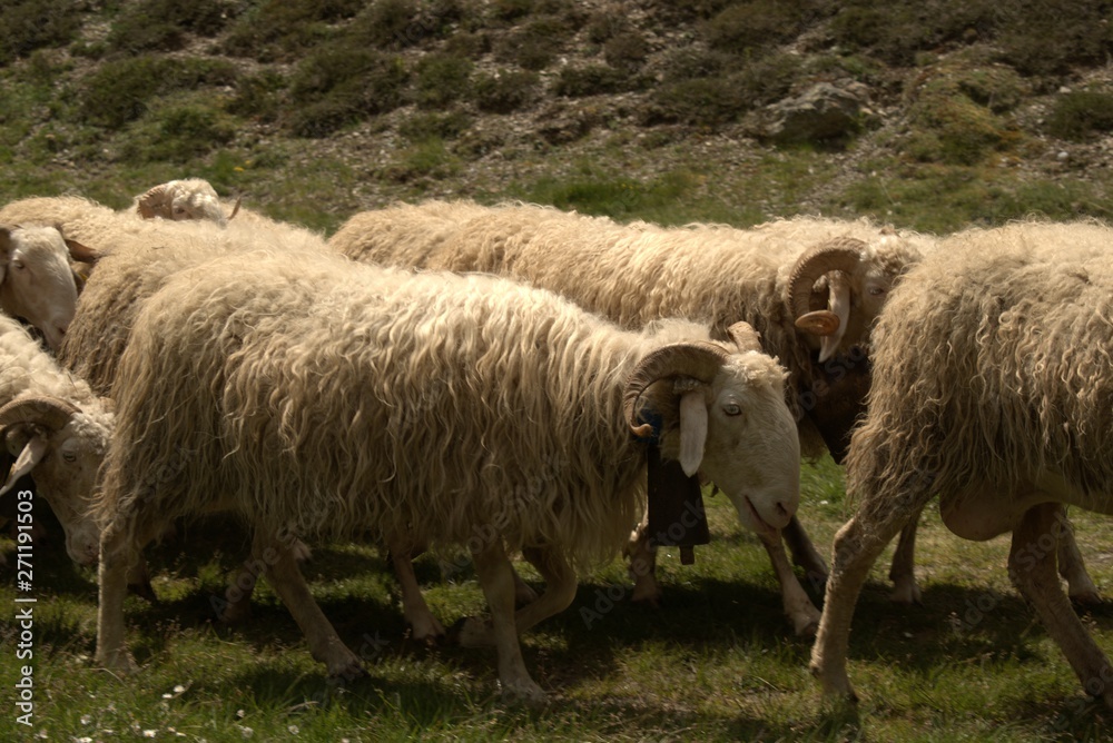 Sheep grazing in the Pyrenees