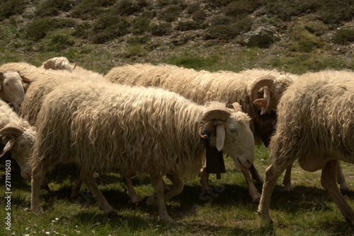 Fototapeta Naklejka Na Ścianę i Meble -  Sheep grazing in the Pyrenees