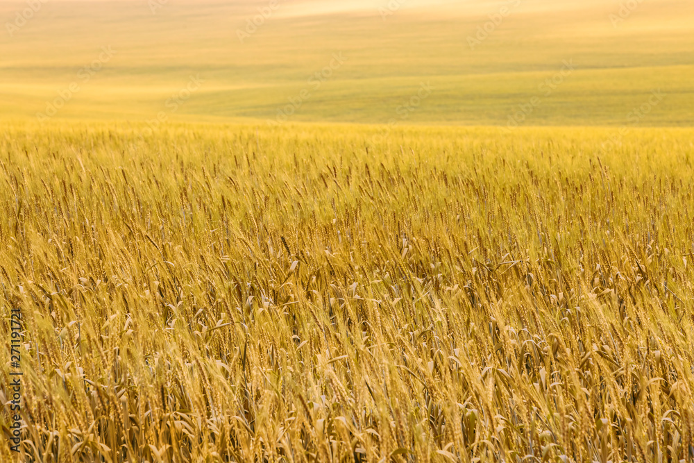 Golden yellow ears of wheat or rye in a field. Ukrainian wheat. Agriculture field background. Golden yellow ears of wheat or rye in a field. Ukrainian wheat. Agriculture field background.